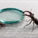An insect perched atop an enlarged lens for exploratory testing